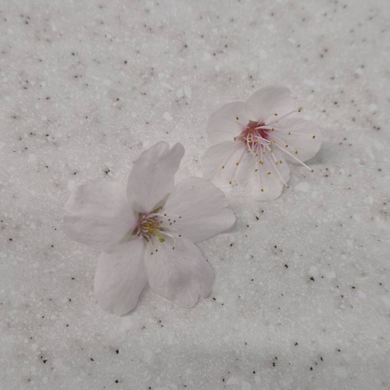 [잡담] 벚꽃 주워서 사진 찰깍 | 인스티즈