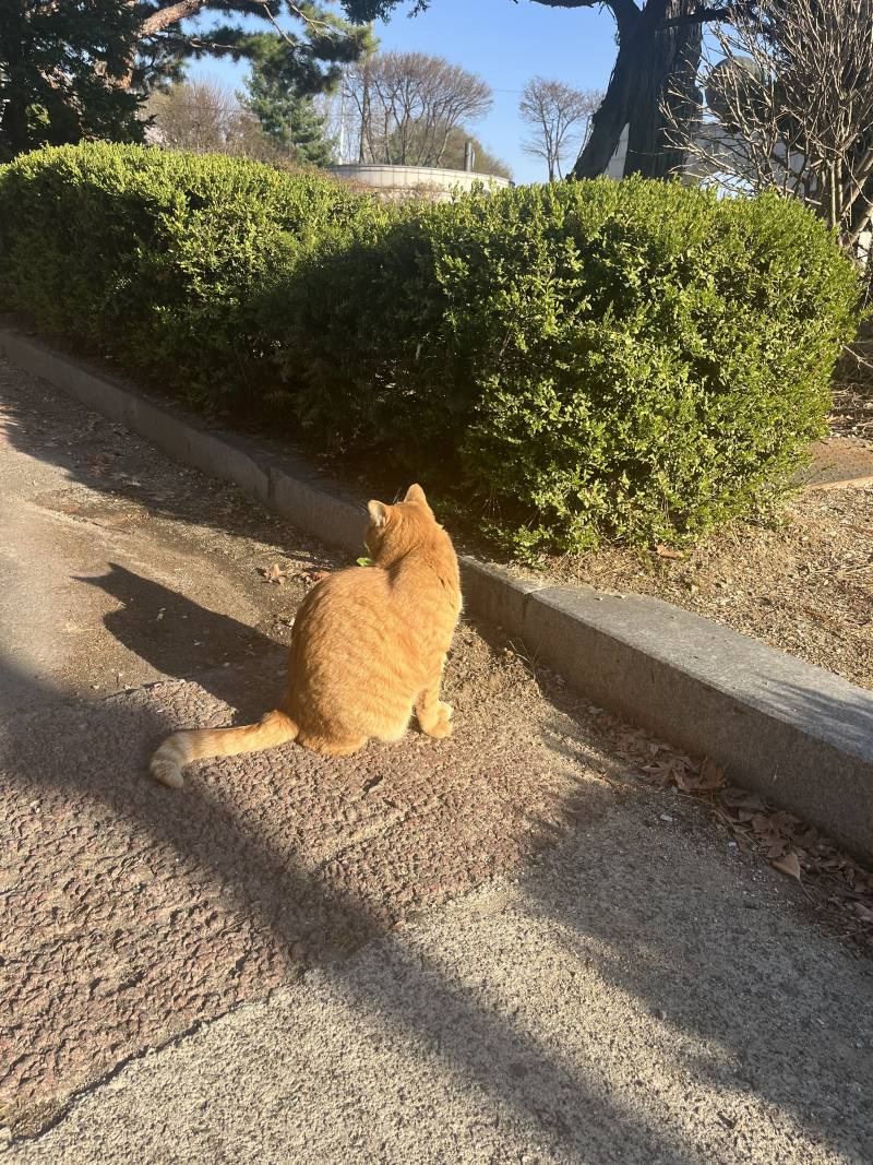 [잡담] 우리 학교 고양이💕 | 인스티즈