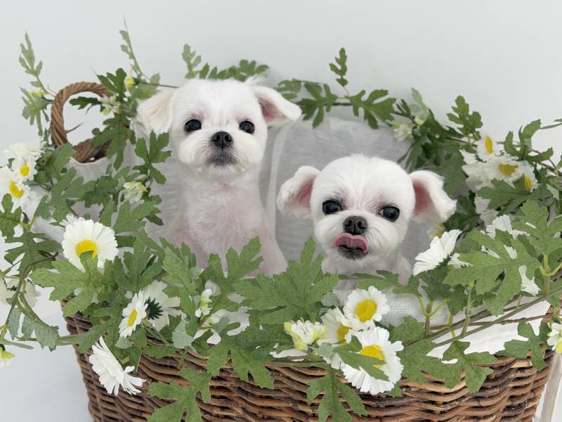 [잡담] 미용했다 | 인스티즈