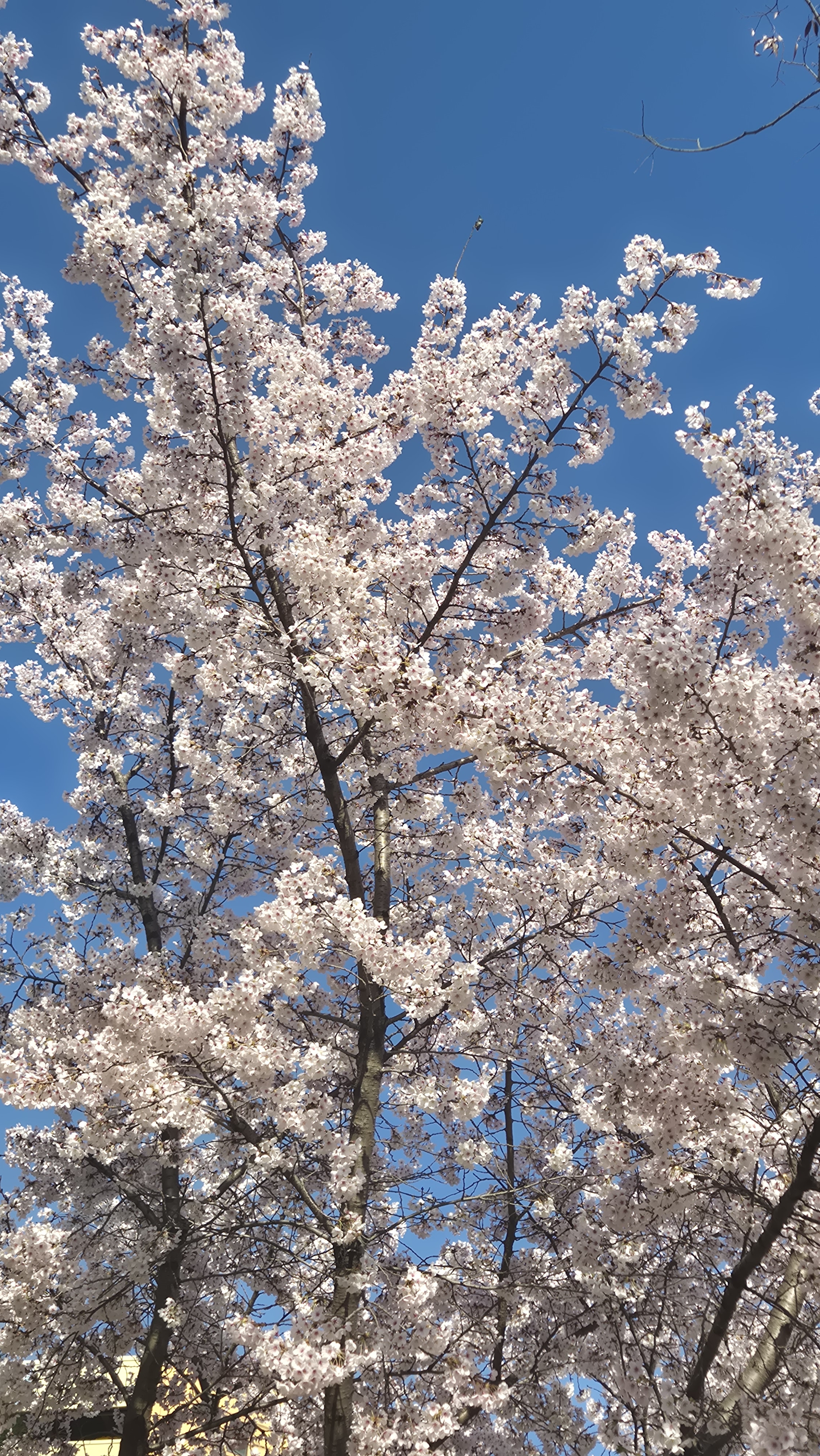 [잡담] 내가찍은 벚꽃 볼 사람 | 인스티즈