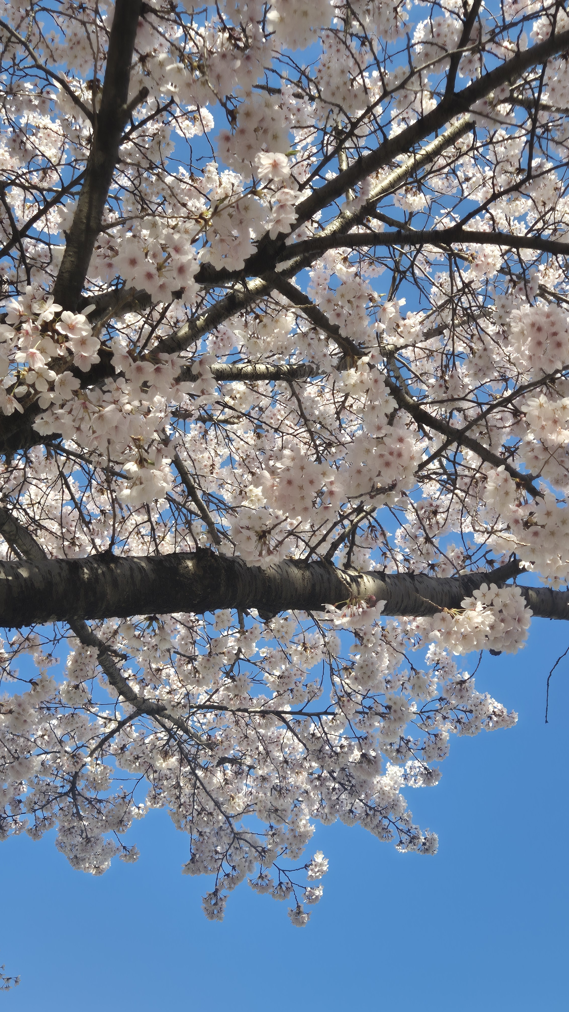 [잡담] 내가찍은 벚꽃 볼 사람 | 인스티즈