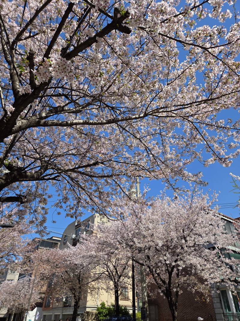 [잡담] 오늘자 합정 벚꽃길 | 인스티즈