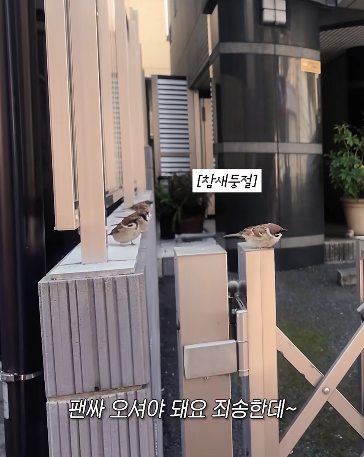 [잡담] 하 츄 개귀여움 아니 참새가 | 인스티즈