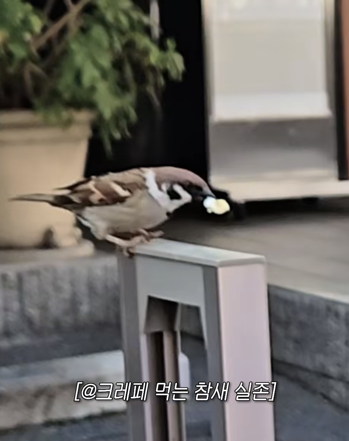 [잡담] 하 츄 개귀여움 아니 참새가 | 인스티즈