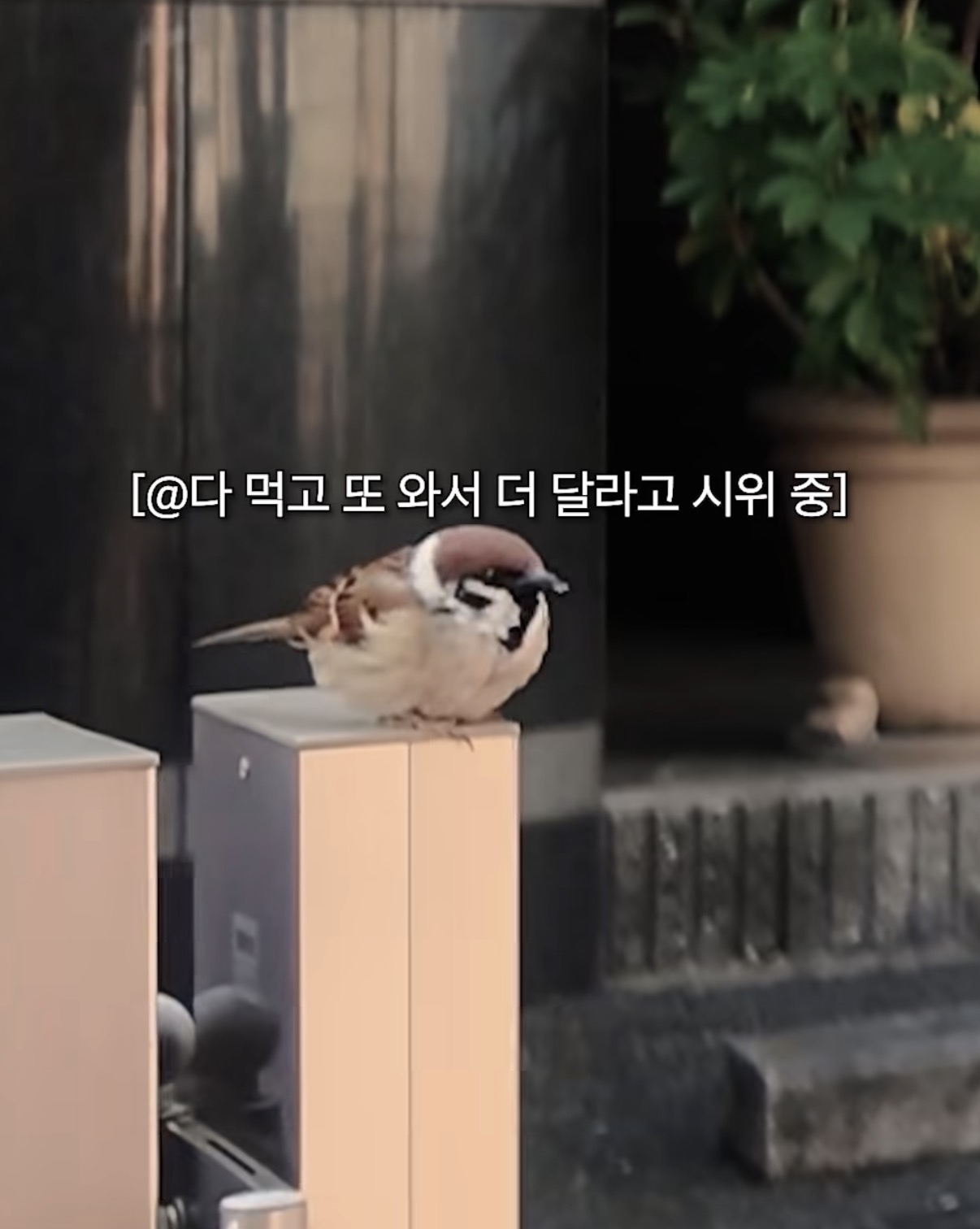 [잡담] 하 츄 개귀여움 아니 참새가 | 인스티즈
