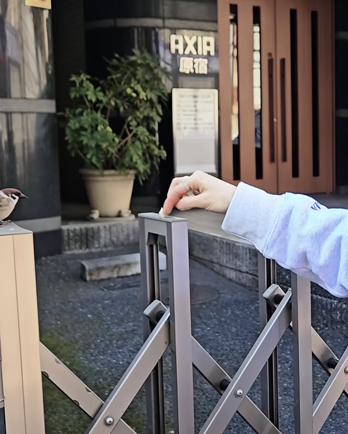 [잡담] 하 츄 개귀여움 아니 참새가 | 인스티즈