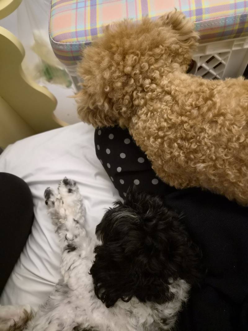[잡담] 친구집 야구보면서 뜨개중 | 인스티즈