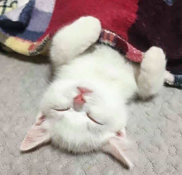 심장에 아주 해로운 동물 | 인스티즈