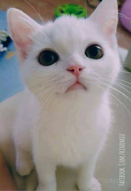 심장에 아주 해로운 동물 | 인스티즈