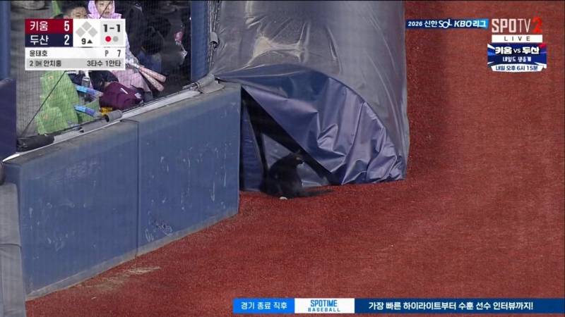 [잡담] 잠실고양이 | 인스티즈