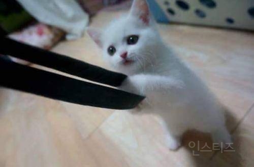 심장에 아주 해로운 동물 | 인스티즈