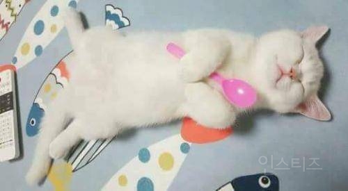 심장에 아주 해로운 동물 | 인스티즈
