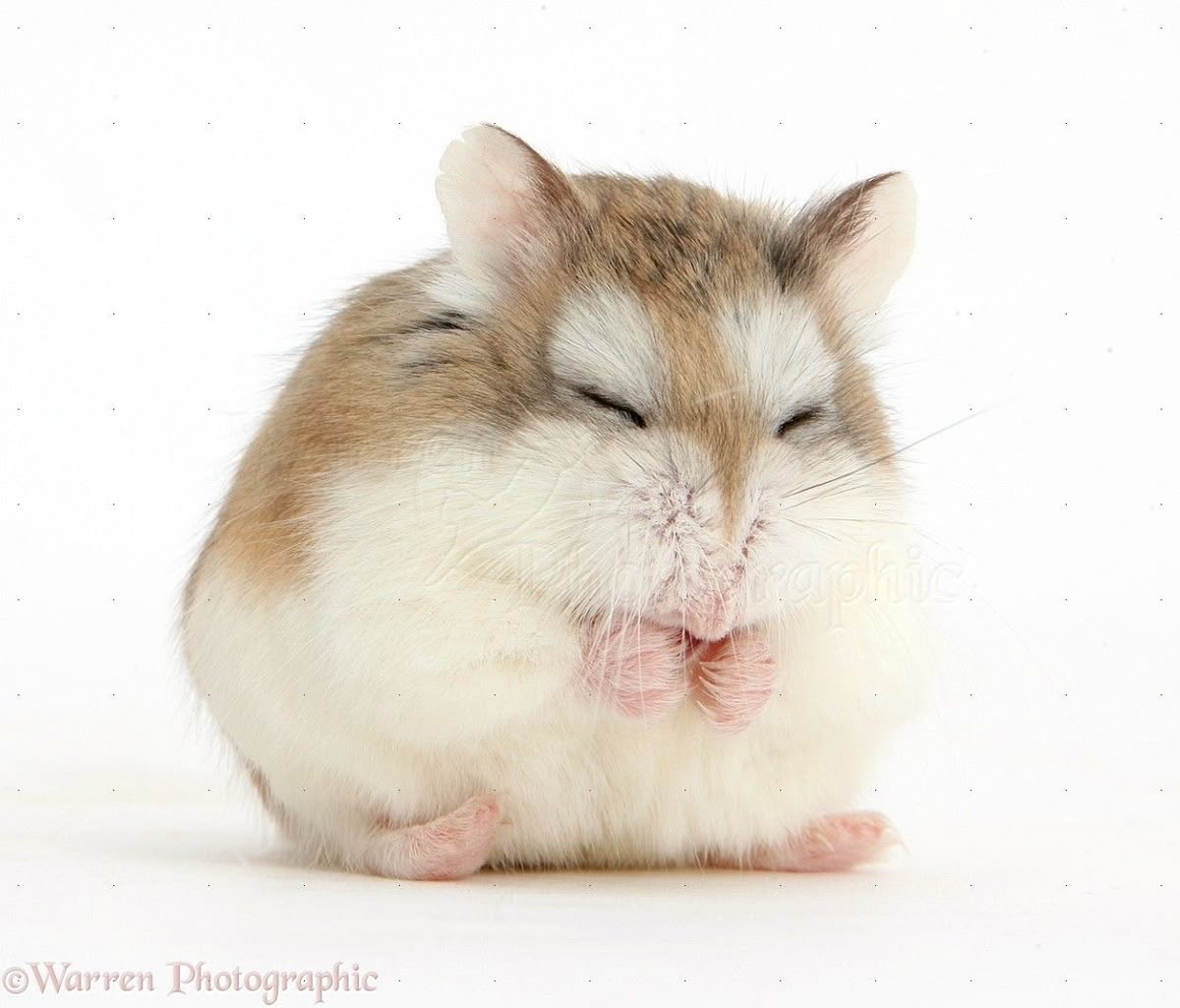[잡담] 내 햄 너무 보고싶다!!! | 인스티즈