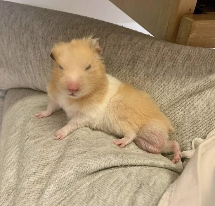 [잡담] 내 햄 너무 보고싶다!!! | 인스티즈