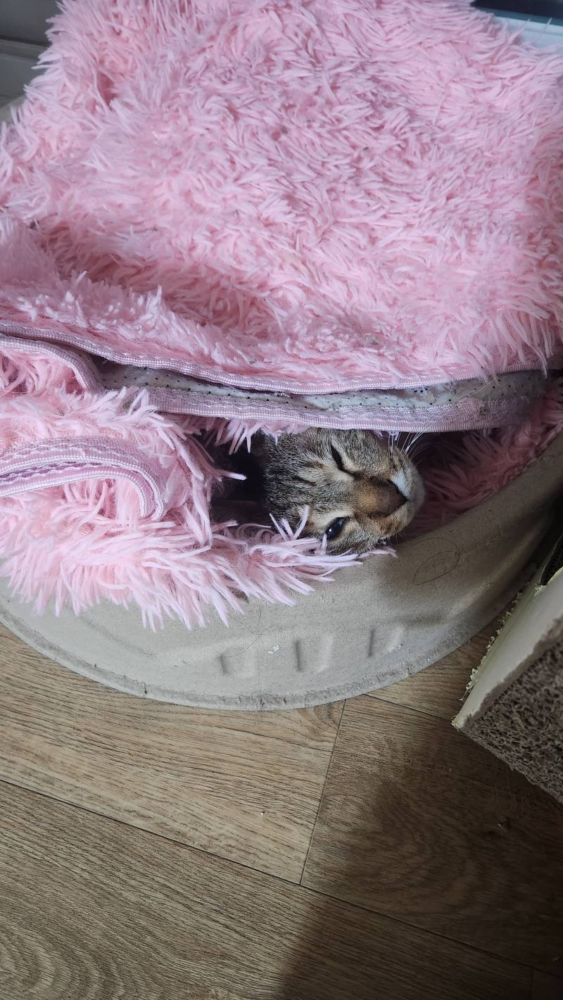 [잡담] 울 애기보고 냥 꿈 꿔 🐱 🩵🩷 | 인스티즈