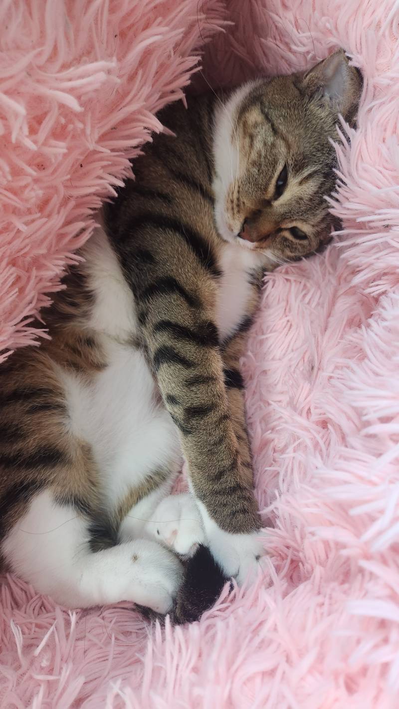 [잡담] 울 애기보고 냥 꿈 꿔 🐱 🩵🩷 | 인스티즈