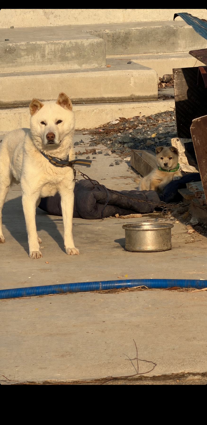 [잡담] 씨도둑못한다는 말이 이런거구나 ㅋㅋㅋㅋ | 인스티즈