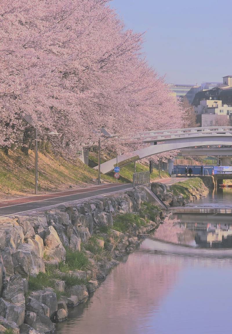 [잡담] 올해 벚꽃 생존력 강하당..🌸🌸 | 인스티즈