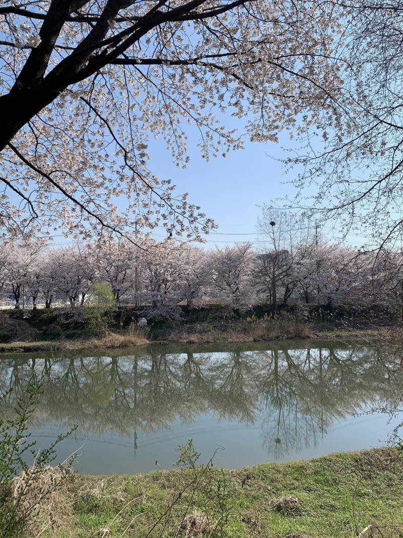 [잡담] 벚꽃러닝 했당 | 인스티즈