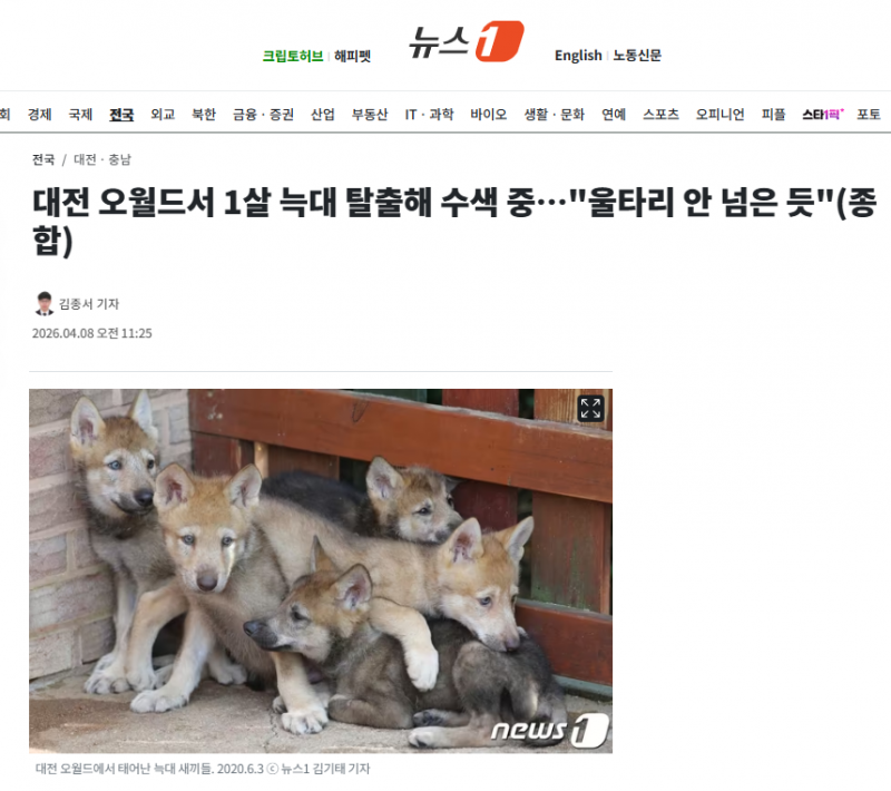 대전 오월드서 1살 늑대 탈출해 수색 중…"울타리 안 넘은 듯"(종합) | 인스티즈