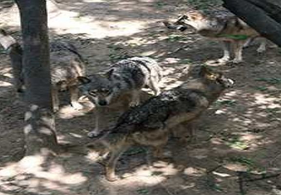 [정보/소식] [속보] 대전 오월드서 늑대 1마리 탈출…"동물원 내 수색 및 포획 중" | 인스티즈