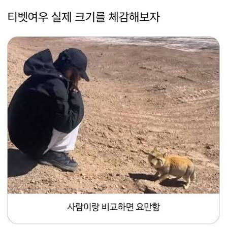 [잡담] 티벳여우 실제 크기 알아?? | 인스티즈
