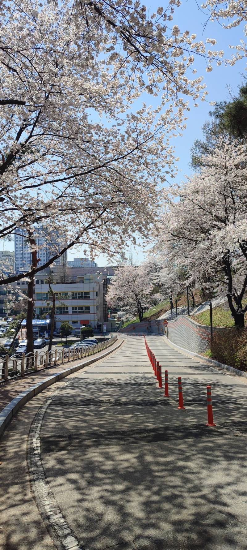 [잡담] 산책로 벚꽃 | 인스티즈