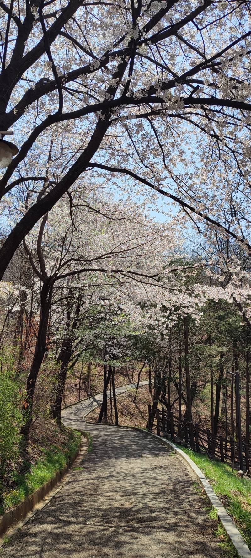 [잡담] 산책로 벚꽃 | 인스티즈