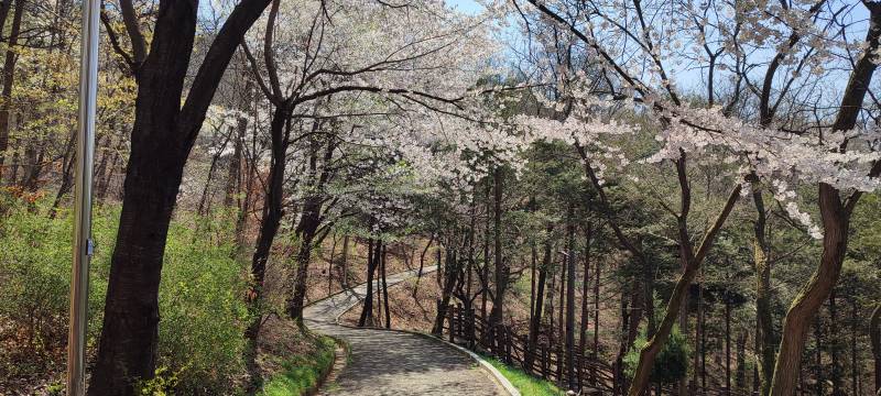 [잡담] 산책로 벚꽃 | 인스티즈