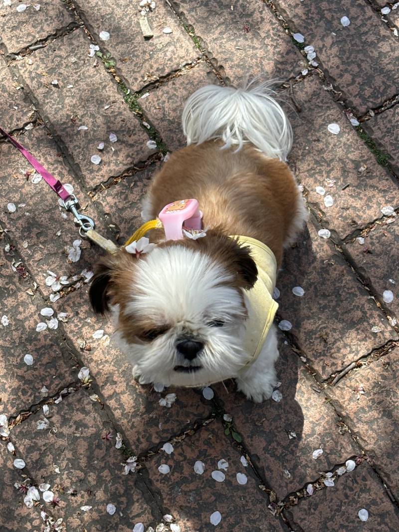 [잡담] 올해 🌸🐶는 이제 끝! | 인스티즈