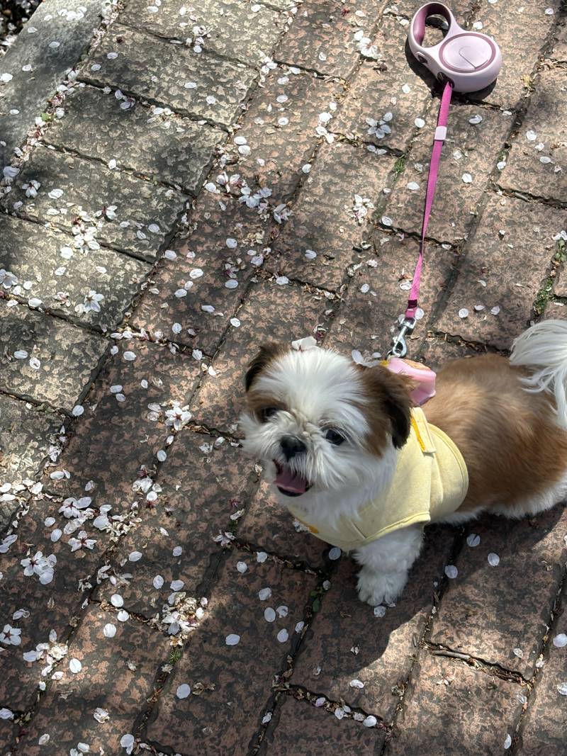 [잡담] 올해 🌸🐶는 이제 끝! | 인스티즈