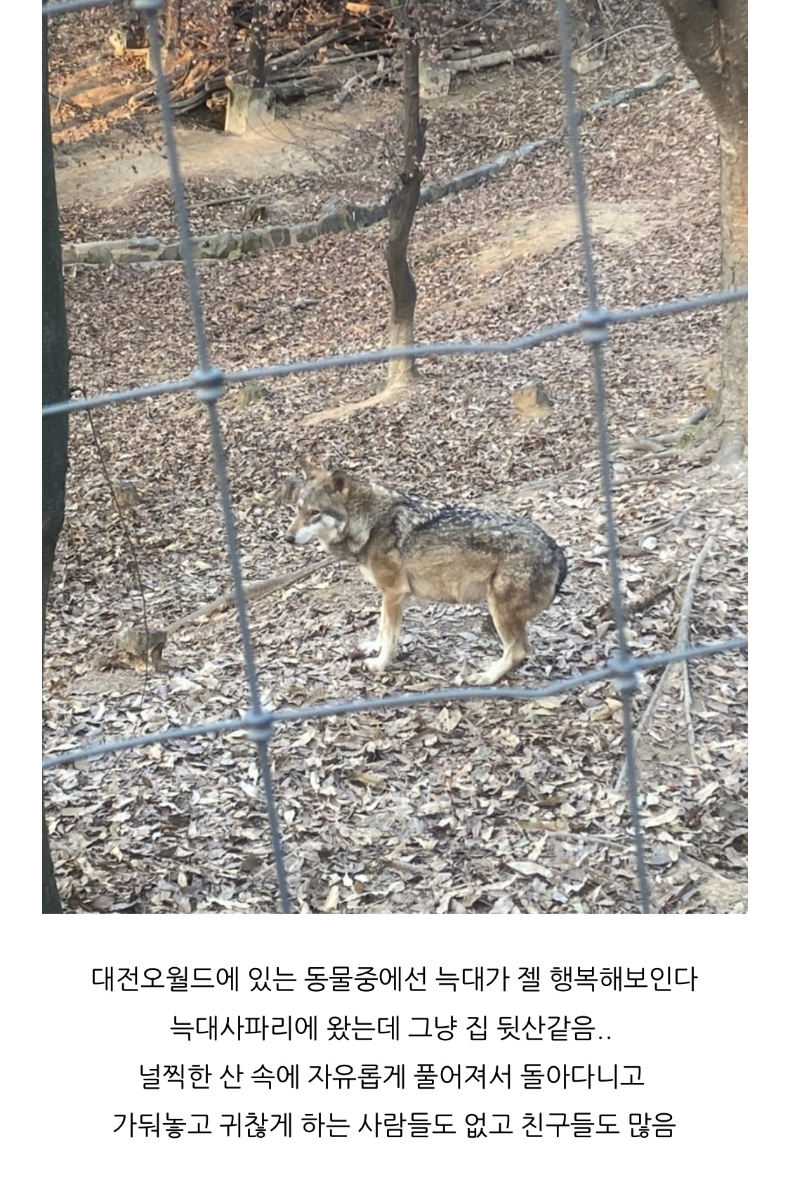 [잡담] 근데 나도 동물원 개싫어하긴 하는데 오월드 늑대들 좁은 곳에 갇혀있지는 않움...... | 인스티즈