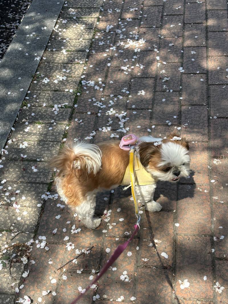 [잡담] 올해 🌸🐶는 이제 끝! | 인스티즈
