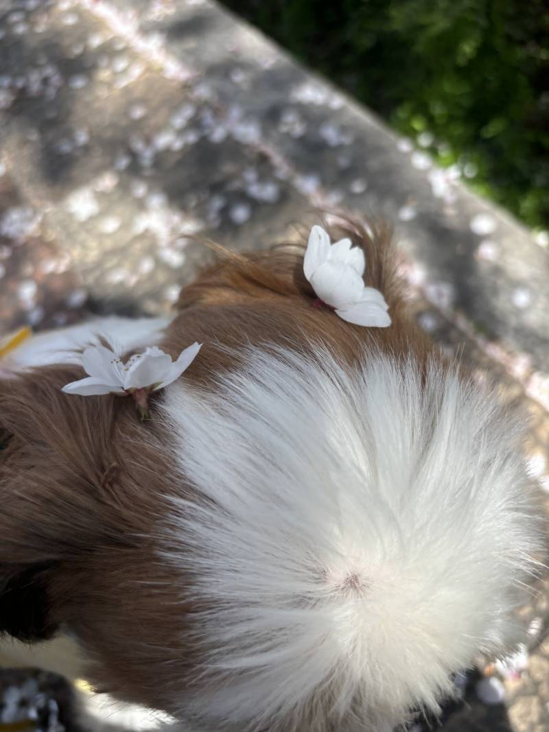 [잡담] 올해 🌸🐶는 이제 끝! | 인스티즈