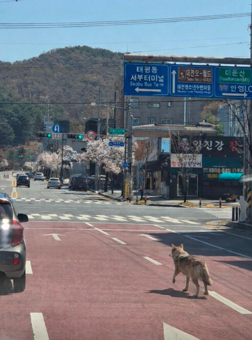 [잡담] 오월드에서 탈출한 늑대 사진 떴음 | 인스티즈