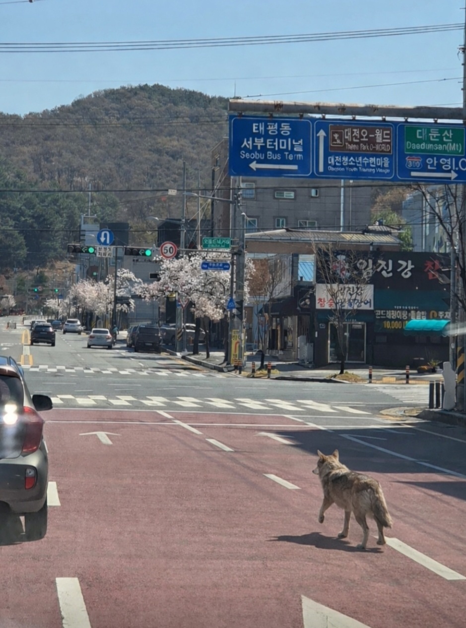 [정보/소식] [속보] 대전 오월드서 탈출한 늑대 사정동 사거리서 목격 | 인스티즈