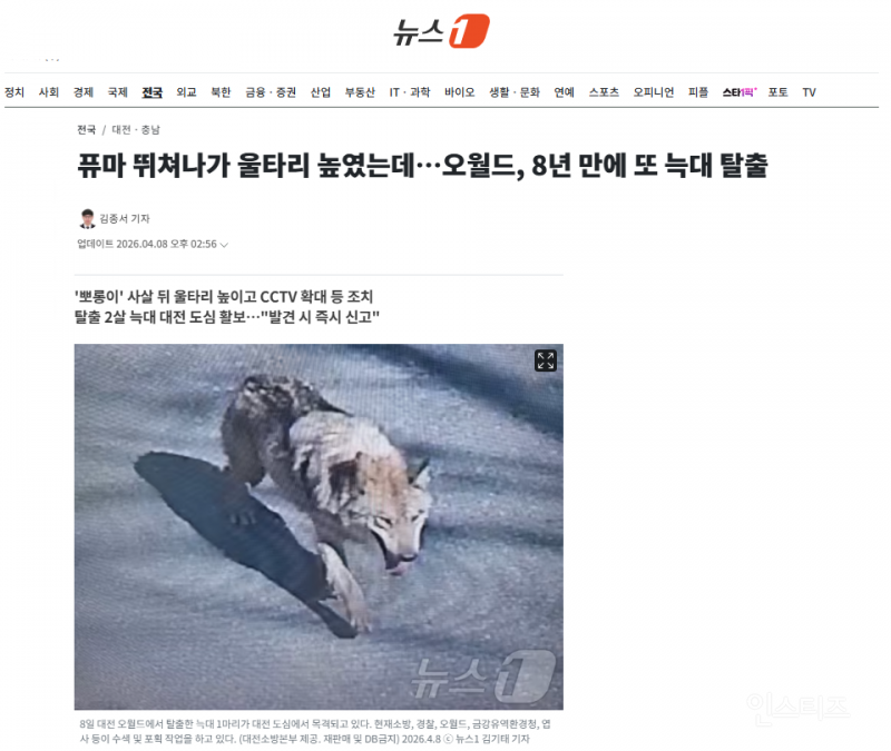 퓨마 뛰쳐나가 울타리 높였는데…오월드, 8년 만에 또 늑대 탈출 | 인스티즈