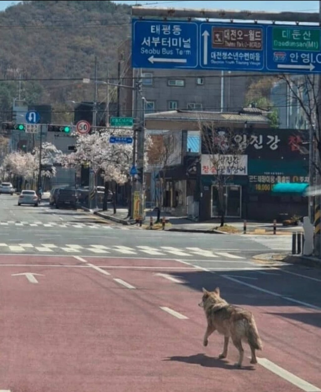 [잡담] 탈출한 늑대 너무 애기다... | 인스티즈