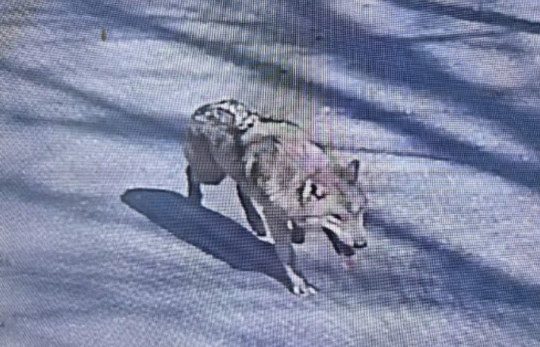 [잡담] 길가다 이런 늑대 마주치면 어떻게 해야돼 | 인스티즈