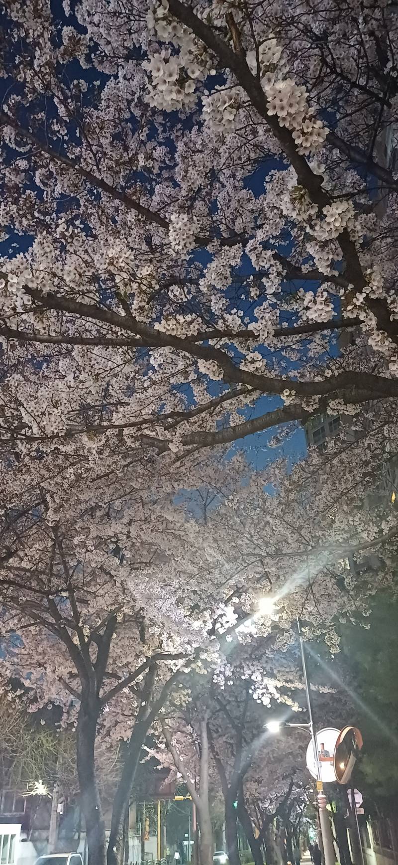 [잡담] 퇴근길인데 내일 비온대서 꽃사진 왕창찍음 | 인스티즈