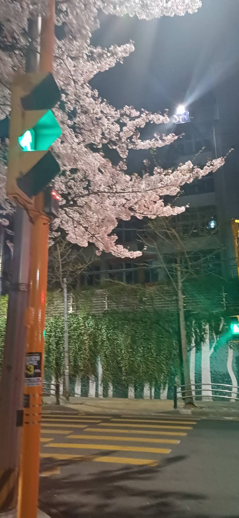 [잡담] 퇴근길인데 내일 비온대서 꽃사진 왕창찍음 | 인스티즈