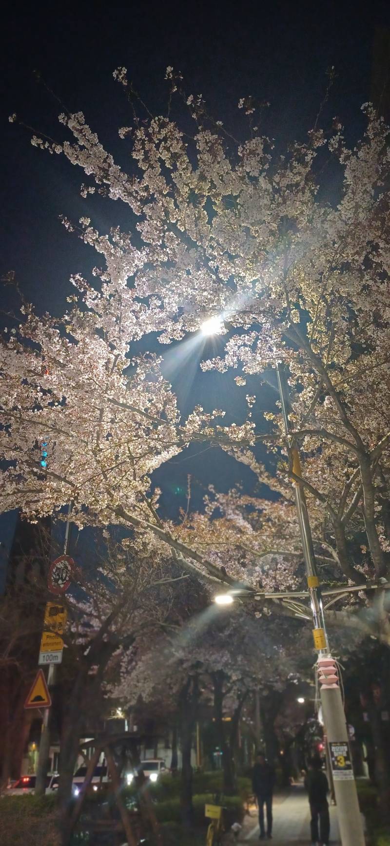 [잡담] 퇴근길인데 내일 비온대서 꽃사진 왕창찍음 | 인스티즈