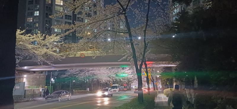 [잡담] 퇴근길인데 내일 비온대서 꽃사진 왕창찍음 | 인스티즈