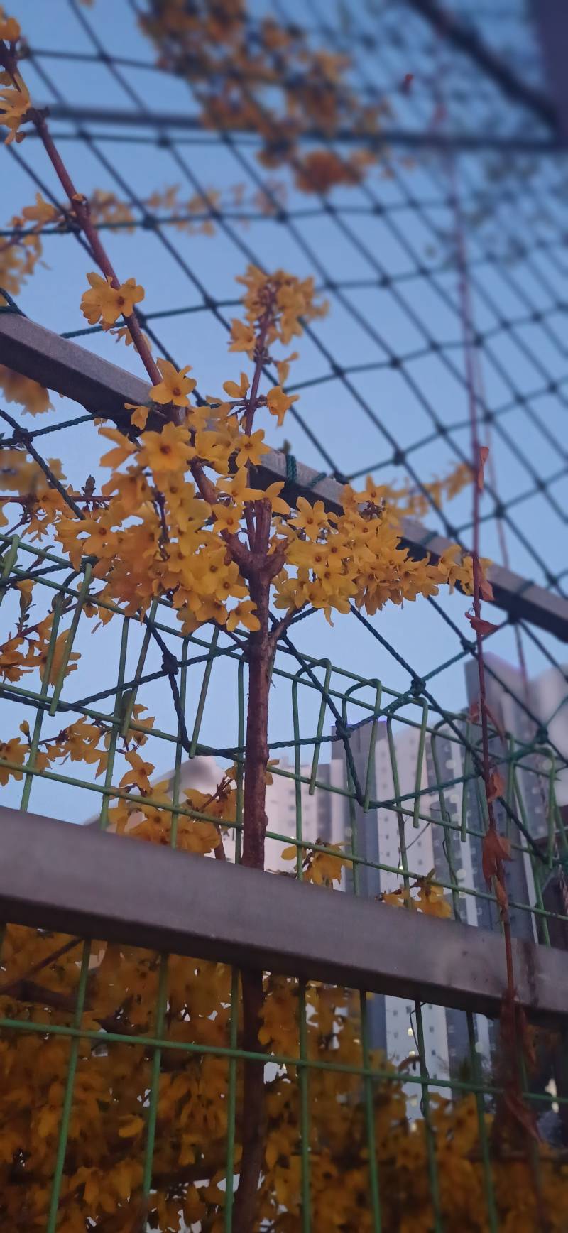 [잡담] 퇴근길인데 내일 비온대서 꽃사진 왕창찍음 | 인스티즈