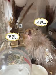 [잡담] 아빠 양파농사 인스타 홍보 어떻게하는게 좋을까? | 인스티즈