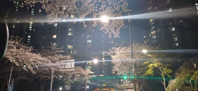 [잡담] 퇴근길인데 내일 비온대서 꽃사진 왕창찍음 | 인스티즈