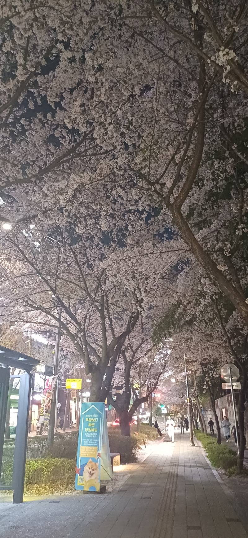 [잡담] 퇴근길인데 내일 비온대서 꽃사진 왕창찍음 | 인스티즈