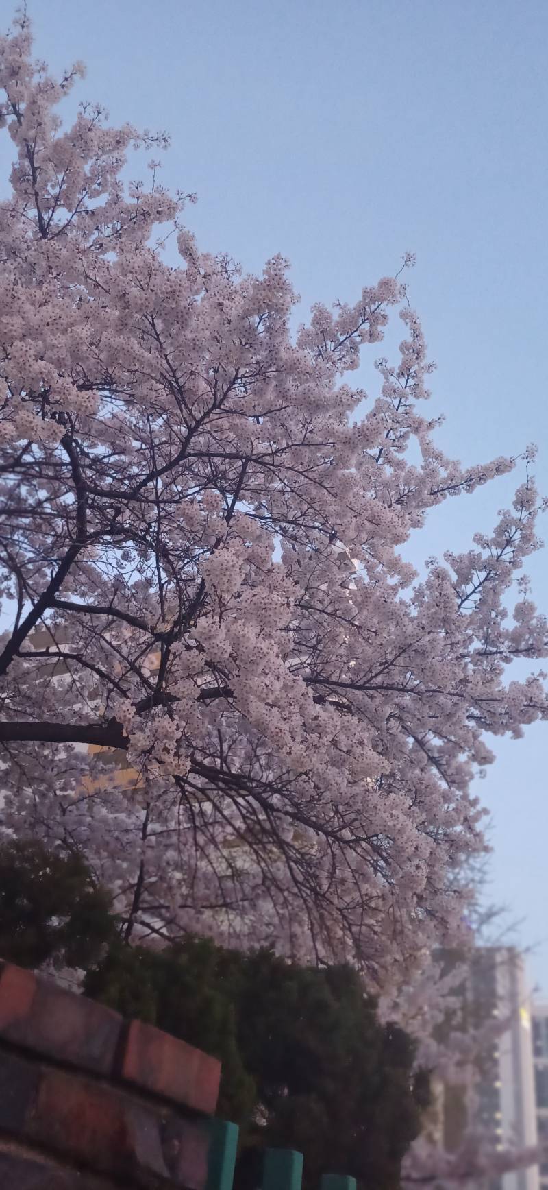 [잡담] 퇴근길인데 내일 비온대서 꽃사진 왕창찍음 | 인스티즈
