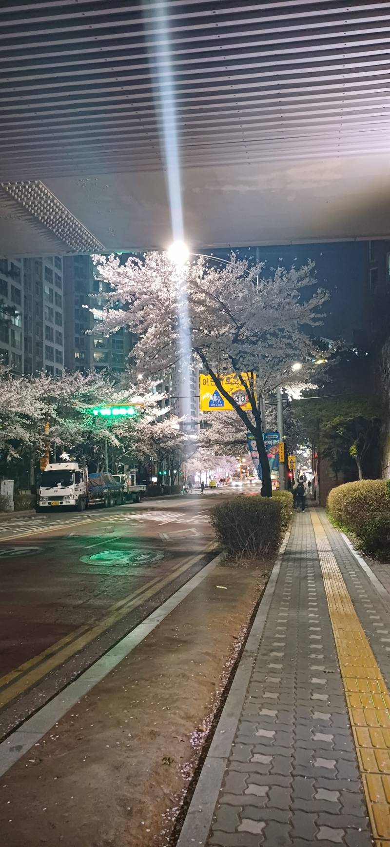 [잡담] 퇴근길인데 내일 비온대서 꽃사진 왕창찍음 | 인스티즈