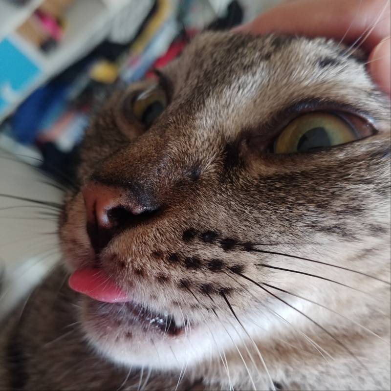 [잡담] 홍삼 빨아먹는데 고냥이가 지꺼 먹는줄 알고ㅠㅠㅋㅋㅋ | 인스티즈